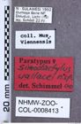 Etikette zu Simodactylus wallacei (NHMW-ZOO-COL-0008413)